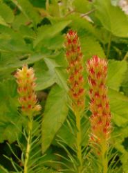 2013-08-18_Regina-F-Rau_Schachen_Blumen  (035).JPG